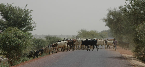 Overstekende koeien bij Djenné
