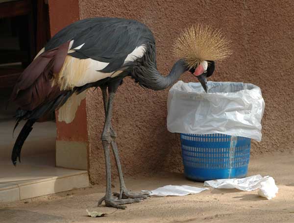 Vogel controleert vuilnisbak in Teriya Bugu