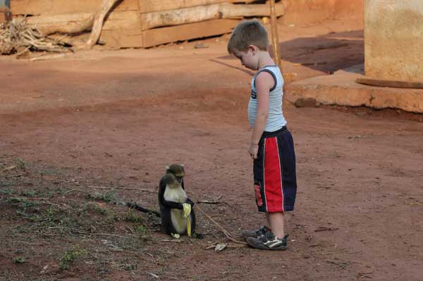 Hugo ontmoet een aap bij Baobeng