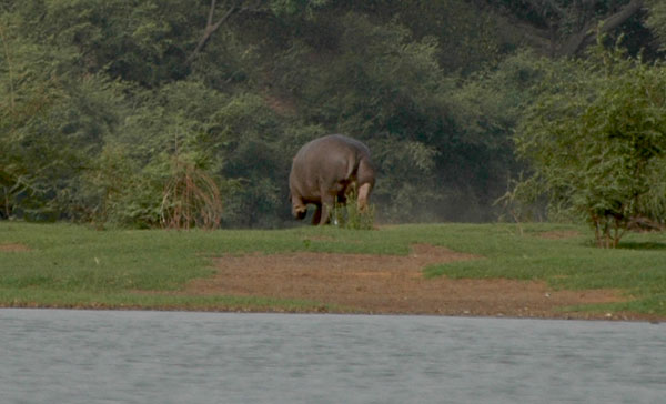 Nijlpaard on the run