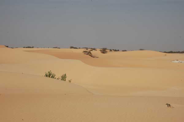 Ander landschap dan we tot nu toe hebben zien richting Nouakchott.